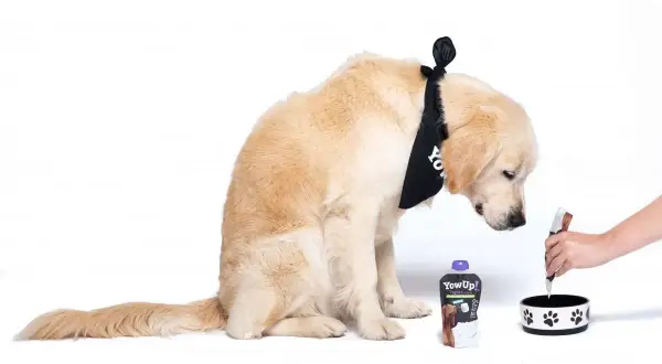 Złoty retriever w bandanie z logo YowUp! czeka na swój domowy probiotyk dla psa.