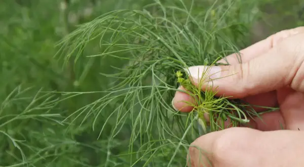 Hände ernten frischen Dill. Die feinen grünen Zweige sind bereit für die Küche.