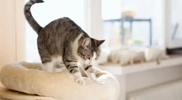 A tabby cat stretches its paws, ready to knead on a soft perch. It looks like it's about to make biscuits on you!