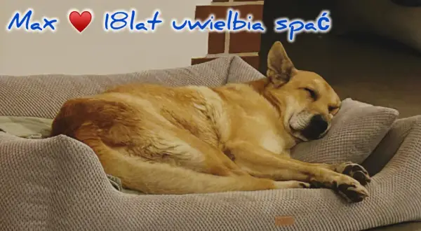 Max, 18-latek, śpi głęboko. Czy psy mają sny? Max na pewno ma, śniąc o swoich ulubionych zabawach.
