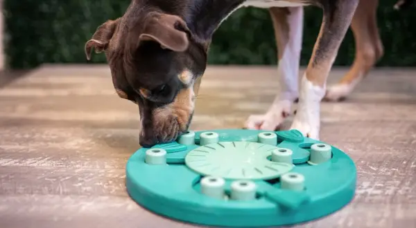 Perro concentrado resolviendo uno de los juegos mentales para perros, un juguete interactivo de color turquesa.