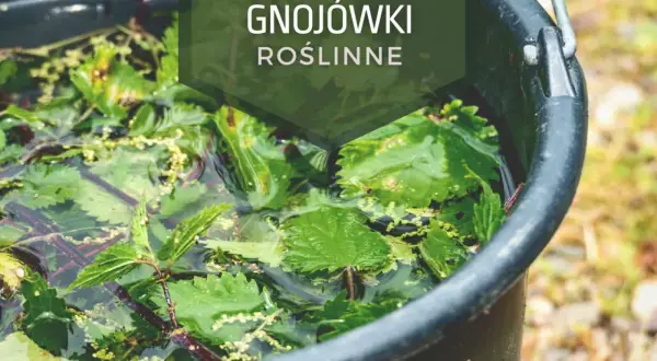 W czarnym wiadrze pływają zielone liście pokrzywy, tworząc naturalną gnojówkę dla roślin.