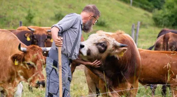 Ein Bauer streichelt eine Kuh der Rasse Murnauer-Werdenfelser auf einer grünen Weide.