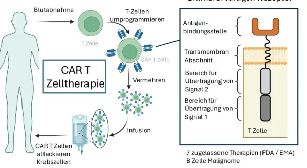 Schema der CAR T-Zelltherapie: T-Zellen werden entnommen, umprogrammiert und vermehrt, bevor sie als Infusion Krebszellen attackieren. Der chimäre Antigenrezeptor wird detailliert dargestellt.