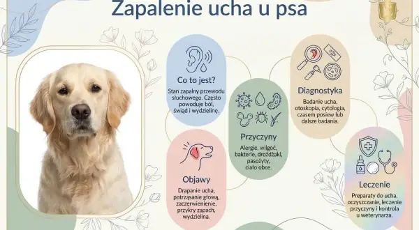 Golden retriever z zapaleniem ucha. Infografika opisuje objawy, przyczyny i leczenie bólu ucha u psa.