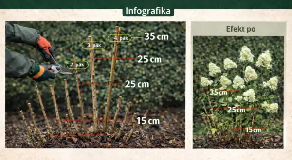 Instrukcja cięcia hortensji bukietowej. Pokazuje, jak przyciąć pędy do 15, 25 lub 35 cm, aby uzyskać bujne kwitnienie.