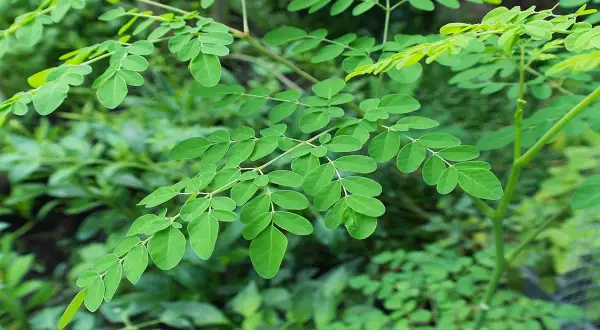Rami di moringa pianta in Italia, con foglie verdi ovali e un fusto sottile.