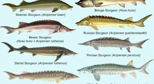 Illustration de plusieurs espèces de poisson esturgeon, dont le béluga, le sterlet et l'esturgeon blanc.