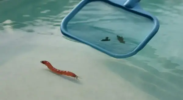 Un petit ver rouge se déplace sur le fond d'une piscine, tandis qu'un filet bleu s'approche pour le ramasser.