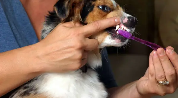 A person demonstrates how to brush dog teeth with a purple toothbrush.