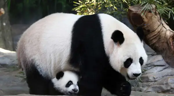 Dorosła panda i jej młode ukryte pod nią, na tle bambusów i kamieni.