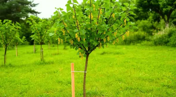 Młoda porzeczka na pniu, z żółtymi kwiatostanami, czeka na wiosenne sadzenie. Wskazówki jak sadzić porzeczkę na pniu pomogą Ci uzyskać taki efekt.