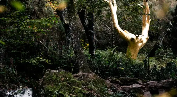 Un arbre doré se dresse au milieu de la forêt de Brocéliande, entouré de végétation luxuriante et de rochers moussus.