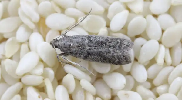 Un insecte gris, ressemblant à une petite mite, se repose sur un lit de graines de sésame, rappelant un curieux insecte pates alimentaire.