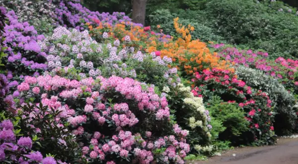 Bunte Rhododendronblüten in Rosa, Lila und Orange. Ein Garten, der zeigt, wie schön es ist, Rhododendron zu vermehren.