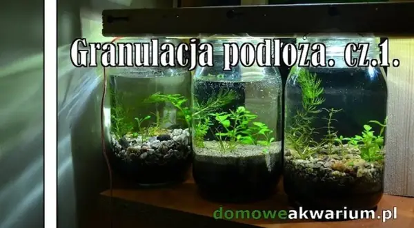 Jaka granulacja żwiru do akwarium? Odkryj idealny rozmiar dla roślin