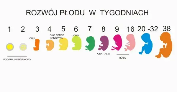 Poród i jego znaczenie dla rozwoju dziecka – co warto wiedzieć?