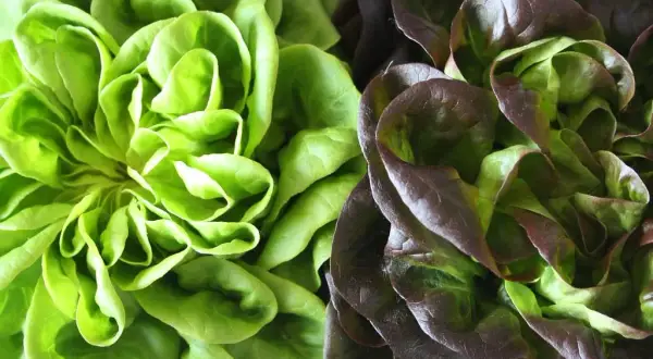 Cuándo se planta lechuga: evita errores comunes y mejora tu cosecha