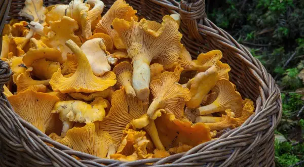 Jak znaleźć kurki w lesie: skuteczne sposoby na zbieranie grzybów