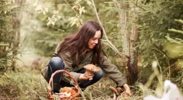 Jak szukać grzyby w lesie: skuteczne techniki i miejsca na foraging