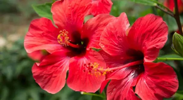 Kiedy sadzimy hibiskus, aby uniknąć błędów w uprawie?