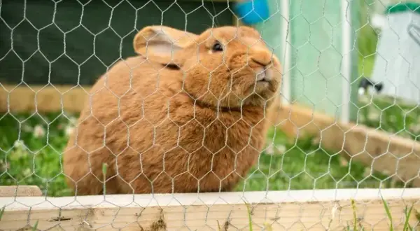 Dlaczego królik gryzie klatkę? 5 przyczyn i skuteczne rozwiązania