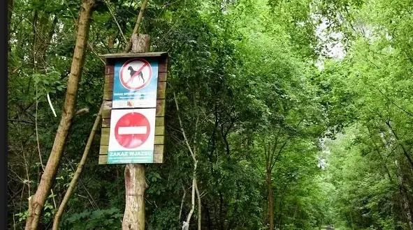 Jak należy zachować się w lesie, aby nie szkodzić naturze?