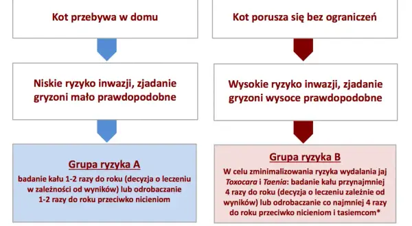 Jak często odrobaczać kota aby zapewnić mu zdrowie i bezpieczeństwo