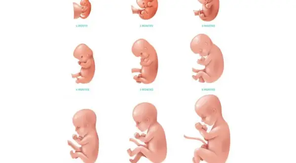 Jak wygląda dziecko w 5 miesiącu ciąży? Fascynujący rozwój płodu