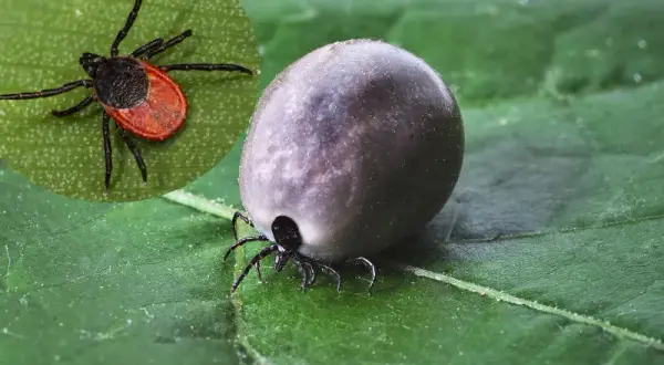 Skuteczne sposoby na odstraszanie kleszczy w ogrodzie - sprawdź!