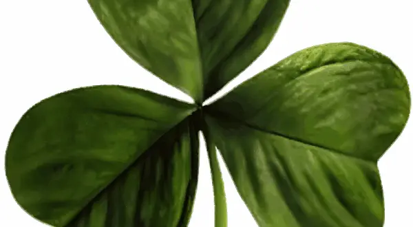 Szamrok jako symbol Irlandii: Historia, znaczenie i ciekawostki