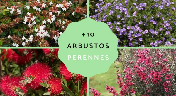 Todo lo que necesitas saber sobre el arbusto perenne y su cuidado
