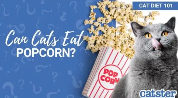 Czy koty mogą jeść popcorn? Poznaj fakty i bezpieczne przekąski