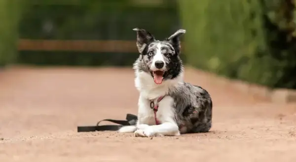 Skuteczne metody, jak wytresować border collie bez frustracji