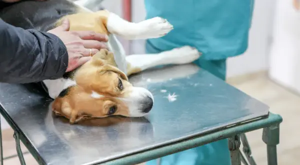 Co weterynarz robi z uśpionym psem? Ważne kroki po euthanasji