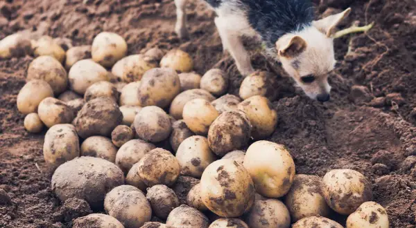 Czy pies może jeść surowe ziemniaki? Sprawdź, dlaczego to niebezpieczne
