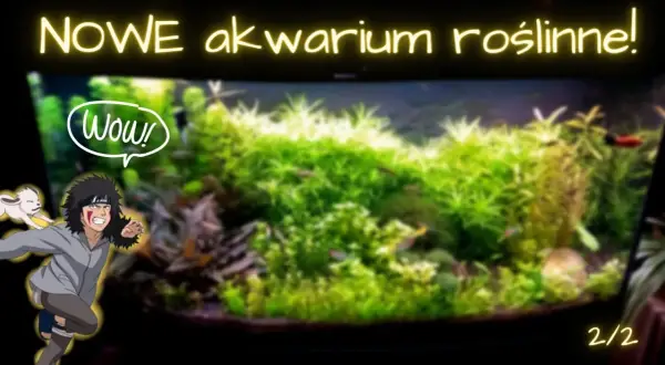 Optymalne KH i GH w akwarium roślinnym: Klucz do sukcesu