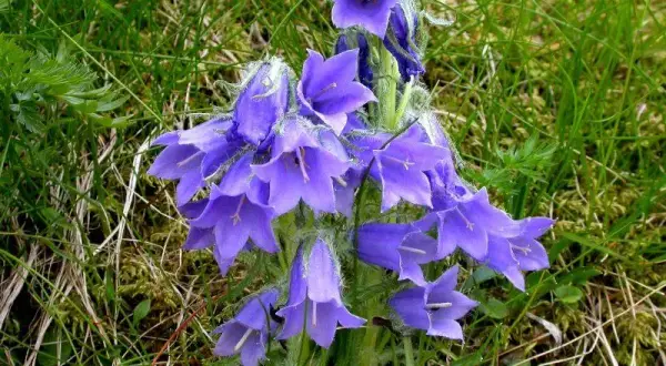 Dzwonek alpejski w Tatrach: fascynująca flora wysokogórska