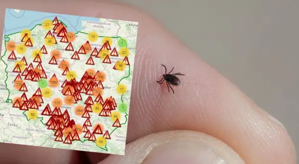 Gdzie najczęściej są kleszcze? Miejsca, które warto unikać