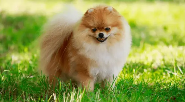 Ile powinien jeść szczeniak pomeranian? Kluczowe informacje o diecie.