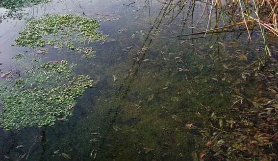 Plantas que crecen cerca del río: descubre su belleza y utilidad