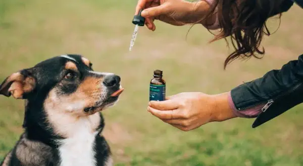 Jaki olej CBD dla psa: wybierz najlepszy produkt dla zdrowia pupila