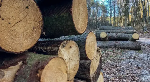 Ile kosztuje samowyrób drewna w lesie? Ceny, które zaskoczą