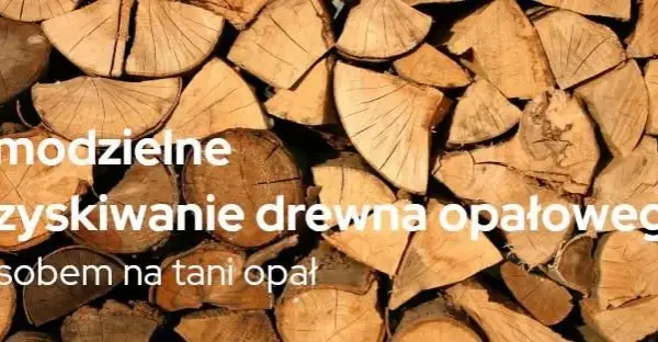 Ile kosztuje samowyrób drewna w lesie? Ceny i proces pozyskania