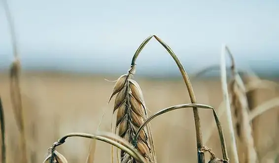 Czy mąkę pszenną można zastąpić orkiszową? Odkryj zdrowe alternatywy