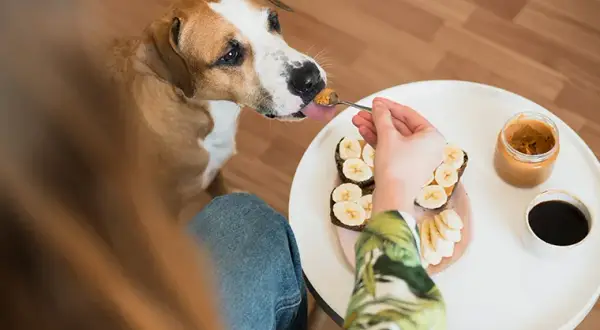 Czy pies może jeść orzechy włoskie? Sprawdź, co może mu zaszkodzić