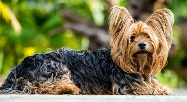 Śmieszne memy york terrier z Podlasia, które rozbawią każdego miłośnika psów