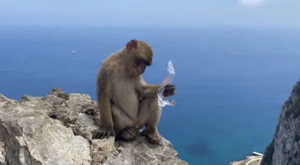 Niezapomniane atrakcje w Gibraltarze, które musisz zobaczyć