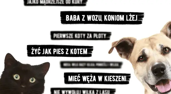 Frazeologizmy ze zwierzętami: odkryj ich znaczenie i zastosowanie