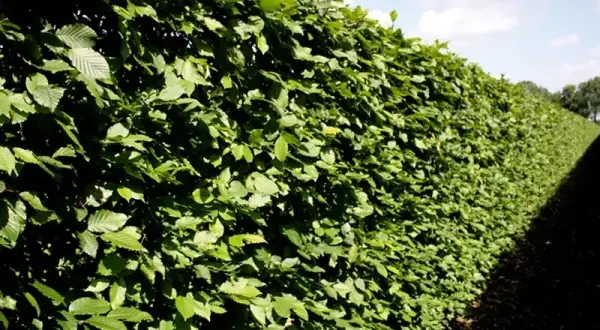 Ile rośnie żywopłot? Odkryj zaskakujące tempo wzrostu różnych gatunków